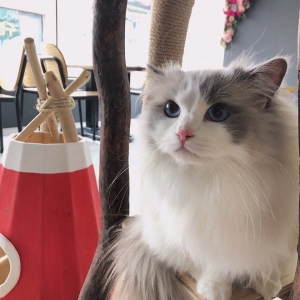 [대구/중구] 양이랑커피랑 고양이카페(대구 동성로)