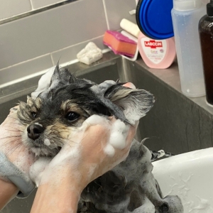 [경기/김포시] 야옹아멍멍해봐 김포운양점