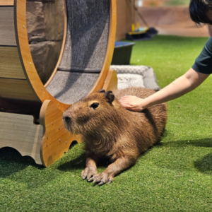 [제주/서귀포시] 모모쥬동물원 제주신화월드점